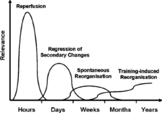 Figure	12:	Illustration	des	processus	cérébraux	post-AVC	ischémiques	sous-tendant	la		 récupération	extrait	de	(Carey	&amp;	Seitz,	2007)	