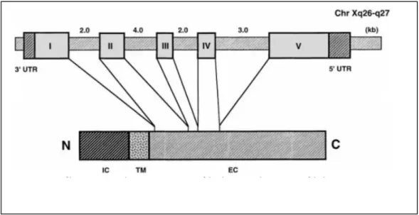 Figure 1: Structure du gène du CD154 humain. Représentation schématique de  l'organisation chromosomique du gène du hCD154 situé sur le chromosome  Xq26-q27