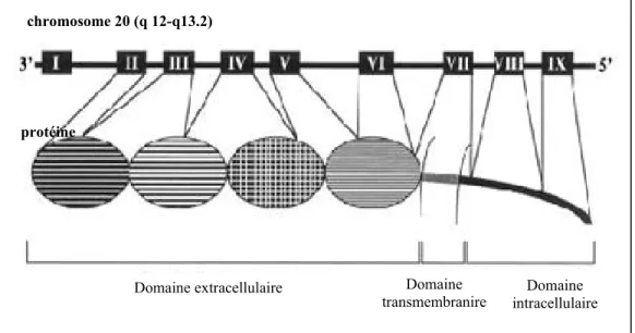Figure 2 : Structure du gène et de la protéine du CD40 humain. Le gène du  CD40 contient 9 exons codant pour les domaines extracellulaire, transmembranaire  et intracellulaire de la protéine