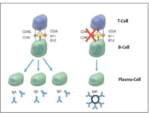 Figure 5: Rôle de l’interaction CD40/CD154 dans la production d’anticorps  par les lymphocytes B lors de la réponse immunitaire
