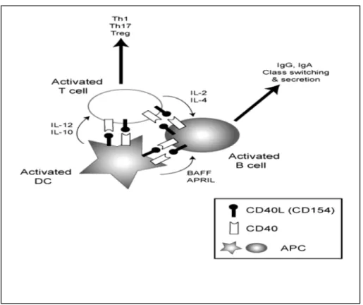 Figure 6: Rôle de l’interaction CD40/CD154 au niveau des cellules  dendritiques.  Le CD40 et CD154 sont tous deux exprimés sur des CD et des  lymphocytes activés