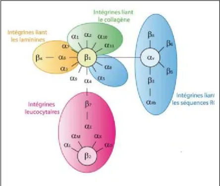 Figure 7: Les récepteurs de la famille des intégrines. Les intégrines sont  constituées de 24 hétérodimères différents et sont classées en 4 sous-groupes, en  fonction du type de ligand reconnu [73]