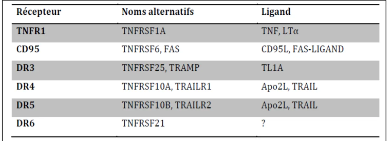 Tableau II: Les récepteurs de mort et leurs ligands. Nomenclature des récepteurs  et des ligands de la superfamille du TNF: FAS, TNFR et TRAILR [142]