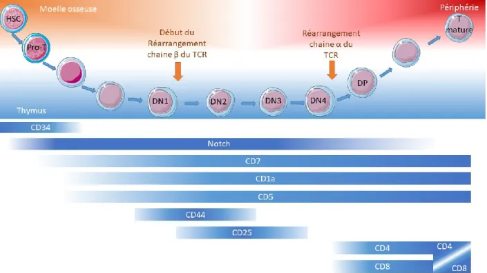 Figure 5. –   Développement T et marqueurs associés  