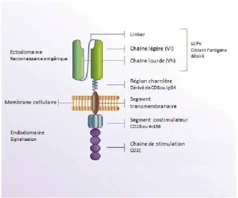 Figure 7. –   Schéma de la structure d’un CAR  