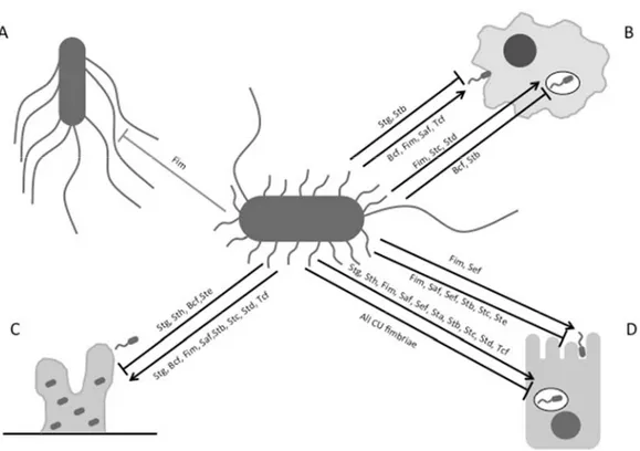 Figure 12. –   Impact of S. Typhi fimbriae on motility, host cell interactions and biofilm  formation