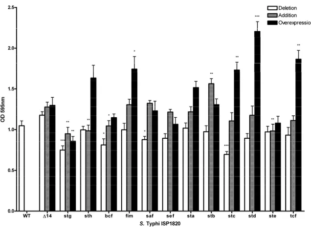 Figure 11. –    Impact of fimbriae on biofilm formation.  