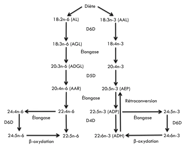 Figure 5.1: L’acide eicosapentaénoique et l’acide docohexaénoïque sont produits de  façon  endogène  par  la  conversion  des  acides  gras  essentiels  sous  l’action  de  différentes enzymes d’élongation et de désaturation