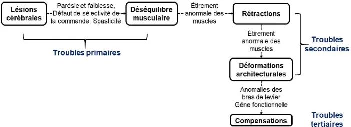 Figure  1 :  Schéma  des  conséquences  principales  lors  d’une  atteinte  de  type  primaire, 