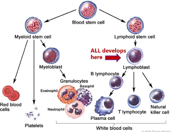 Figure 1. Differentiation of hematopoietic stem cells.  