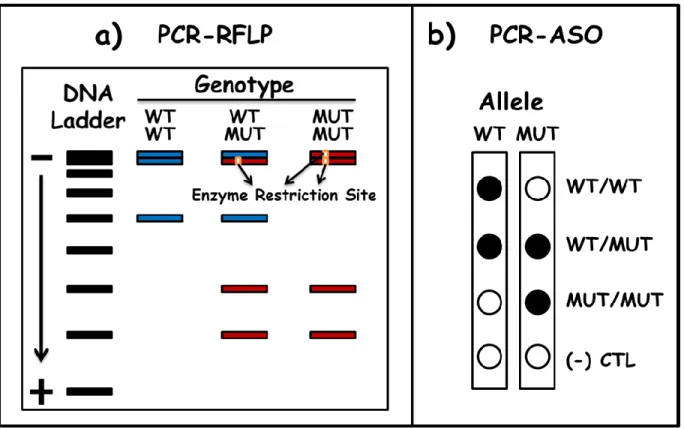 Figure  3.  Visual  illustration  of  Polymerase  Chain  Reaction  (PCR)-based  genotyping  techniques
