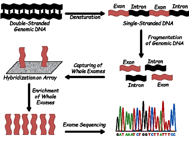 Figure  4.  Visual  illustration  of  the  workflow  of  the  array-based  exome-enrichment  and whole-exome Sequencing approach
