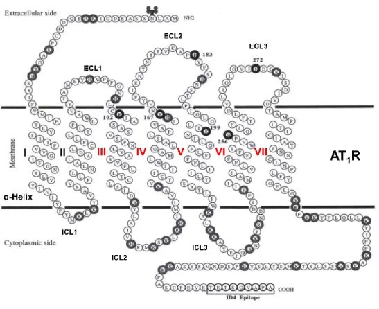 Figure 9. Representation of AT 1  receptor. 7TM α-helical are presented with Greek numbers (in 