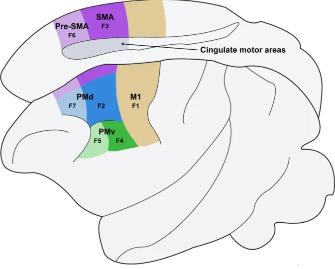 Figure 1.1 Les aires corticales motrices. 