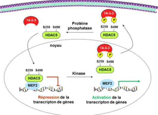 Figure 10. –   Le nucleocytoplasmic shuttling des HDAC5 sur l’activation du facteur de  transcription myocyte enhancer factor 2  