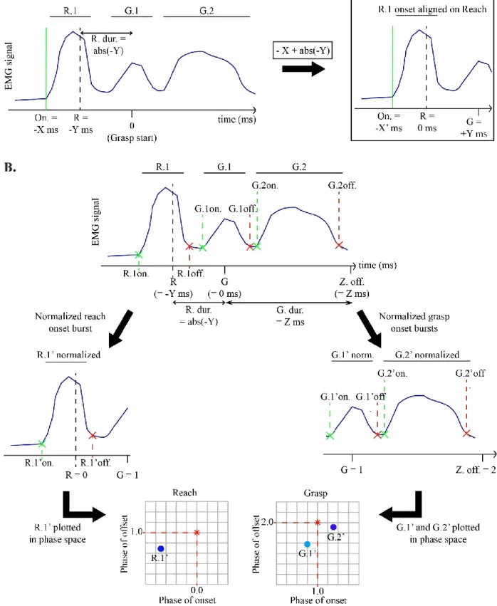 Figure 2: A schematic illustrating how burst onset and offset times for latencies and phase-plot were  calculated