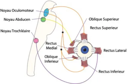 Figure 1.4  Innervation des muscles extraoculaires. 