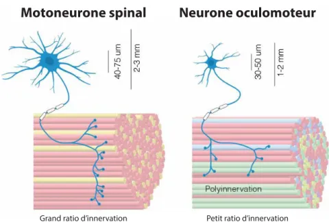 Figure 1.5  Schéma  comparatif  des  caractéristiques  générales  des  motoneurones  et  unités  motrices  des  motoneurones  spinaux  versus  des  motoneurones  oculomoteurs