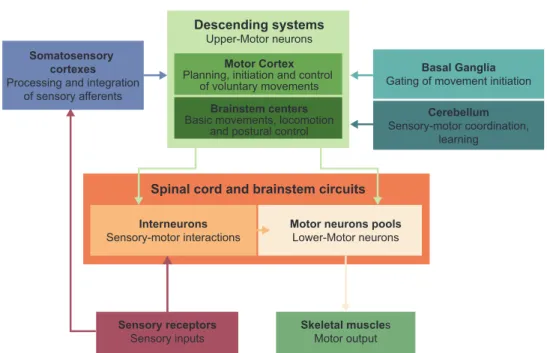 Figure 2. –   Overview of the Neural Circuits Involved in Motor Control. 