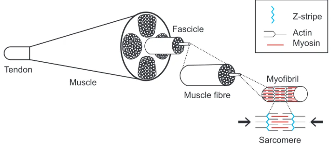 Figure 3. –   Schematic Representation of the Muscle Microstructure. 