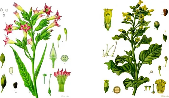 Figure  3.  Nicotiana  Tabacum  (left  image)  and  Nicotiana  Rustica  (right  image)