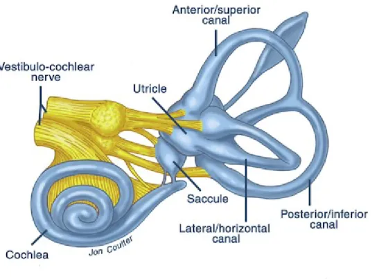 Figure 2.2. Le labyrinthe vestibulaire est constitué de 5 organes sensoriels : 3 canaux semi-circulaires et 2  organes otolithiques (utricule et saccule; Principles of neural science, 2000)
