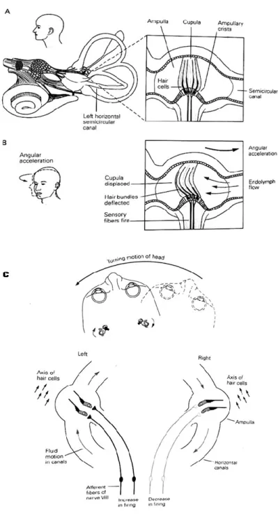 Figure 2.4. Schéma des canaux semi-circulaires vestibulaires. A) et B) La crête ampullaire est un épithélium  sensoriel  qui  contient  les  cellules  ciliées