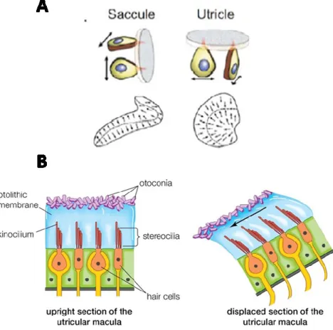 Figure  2.5.  A.  Les  organes  otolithiques  vestibulaires.  Le  saccule  détecte  les  accélérations  dans  le  plan  sagittal,  et  l’utricule  dans  le  plan  horizontal