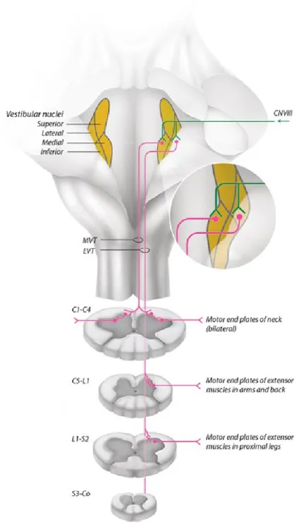 Figure 2.6. Schéma illustrant les voies vestibulospinales et vestibulocoliques le long du tronc  cérébral et de la moelle épinière (Tiré de Baloh et Kerber, 2011)  