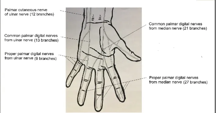 Figure 2.  –  Distribution of  the  included nerve  branches  among the  cutaneous nerves  in  the  palm of the hand 