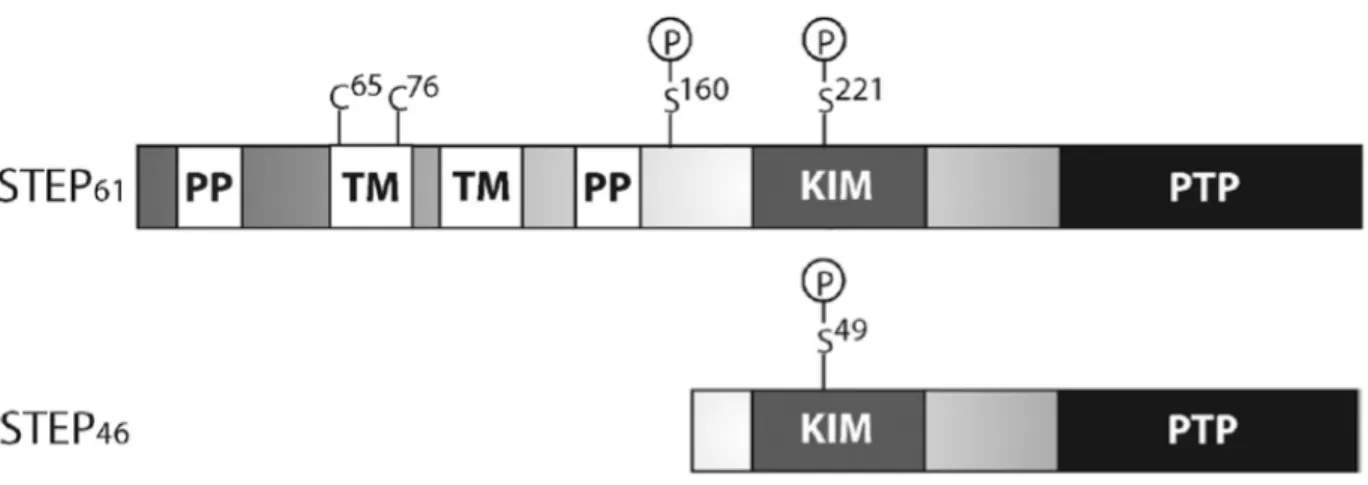 Figure 1 - Structure of STEP 61  and STEP 46  Isoforms. These main isoforms of STEP both contain 