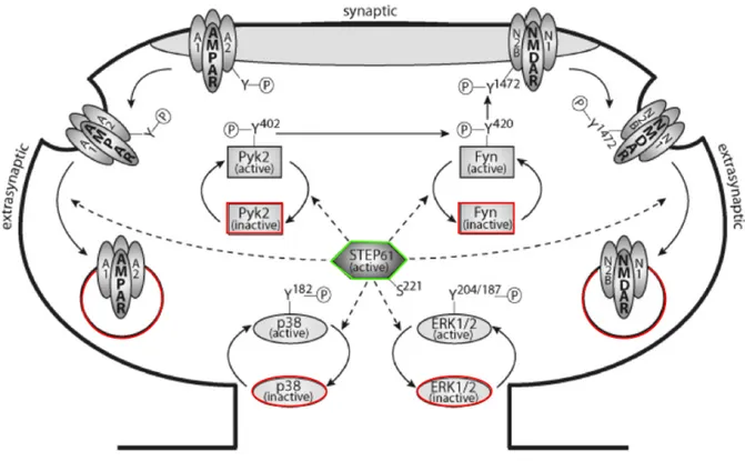 Figure 2 - STEP 61  Regulation of Substrates. Well known substrates of STEP 61  include Pyk2, 