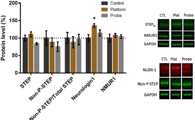 Figure 6 - Effect of MWM Protocol 2 on STEP 61 , NLGN-1, NMUR1 and non-phospho-STEP 