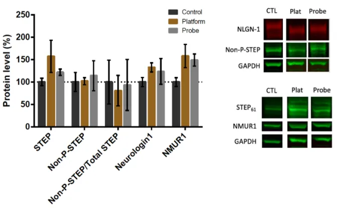 Figure 10 - Effect of MWM Protocol 4 on STEP 61 , NLGN-1, NMUR1 and non-phospho-STEP 
