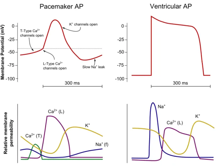 Figure 1.  Action potential of a working cardiac cell versus pacemaker cell  (Redrawn from Vander’s physiology: The mechanisms of body function, 2008) 