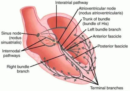 Figure 2. The cardiac conduction system. The components are shown in the diagram as  well as directional activation patterns