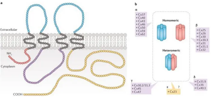 Figure 3.  Connexin topology. a) The connexion topology within the lipid bilayer b)  illustrates the subclasses and the oligomerization of connexins into homomeric or  heteromeric hexamers with other connexins [13]
