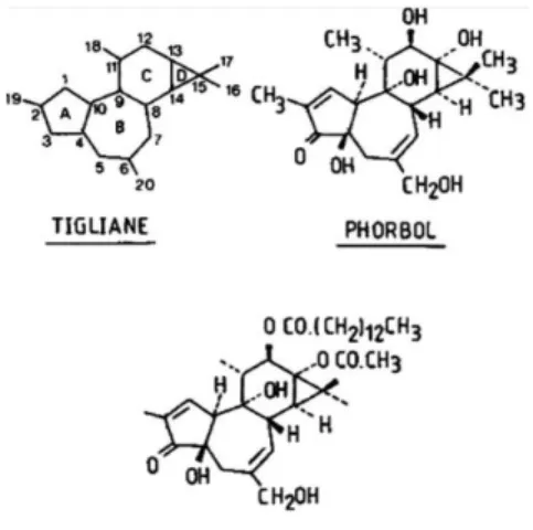 Figure 4.  Structure of PMA (the active phorbol is also referred to as tetradecanoyl  phorbol-13-acetate (TPA)) [32] 