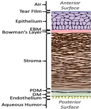 Figure 1. Structure of the human cornea. EBM, Epithelial basement membrane ; PDM, Pre- Pre-Descemet’s membrane ; DM, Pre-Descemet’s membrane