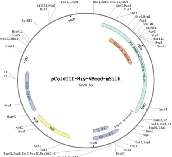 Figure 3. Plasmid map of pColdIII that was used to clone VBsilk. The  multiple cloning sites start at the NdeI site