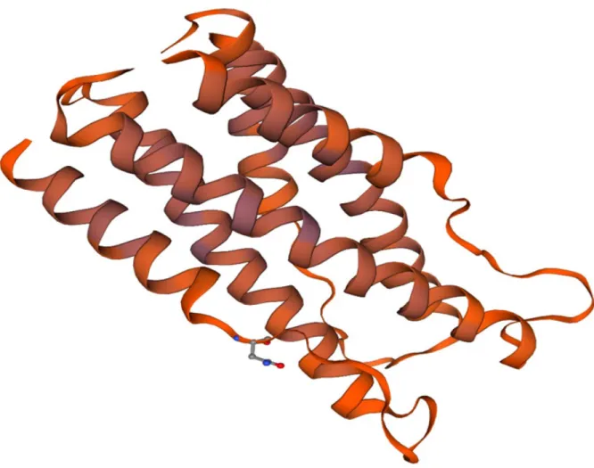 Figure 5. N-terminal region of VBsilk modelled using SWISS-MODEL based on SclB Protein from  Streptococcus pyrogenes