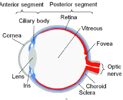 Figure 1. Components of the Human Eye 