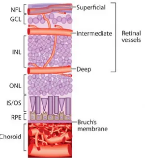 Figure 9. The Retinal Vascular Systems 