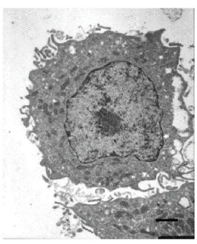 Figure 17. The Morphology of Macrophages 