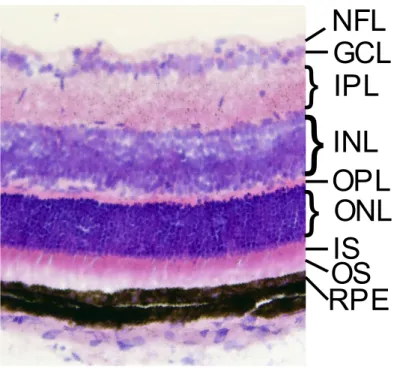 Figure 1. –   Section histologique d’une rétine de souris à 21 jours postnatals, colorée à  l’hématoxyline et à l’éosine