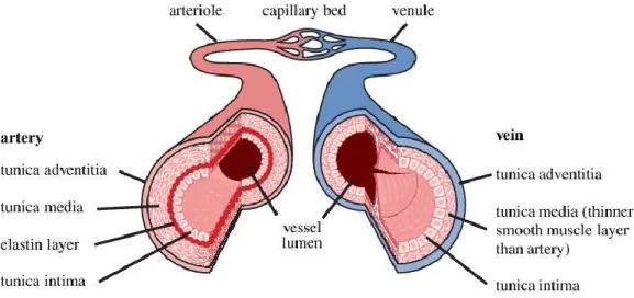 Figure 1: The Structure of the Arterial and Venous Vascular Wall. Adapted from (Shaw et al
