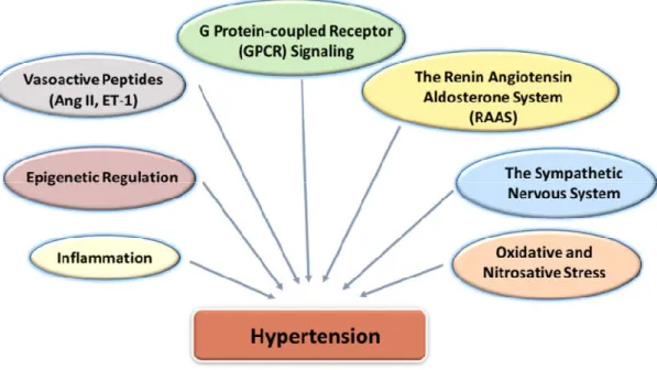 Figure 2: Several Factors Implicated in Hypertension Mechanism. 