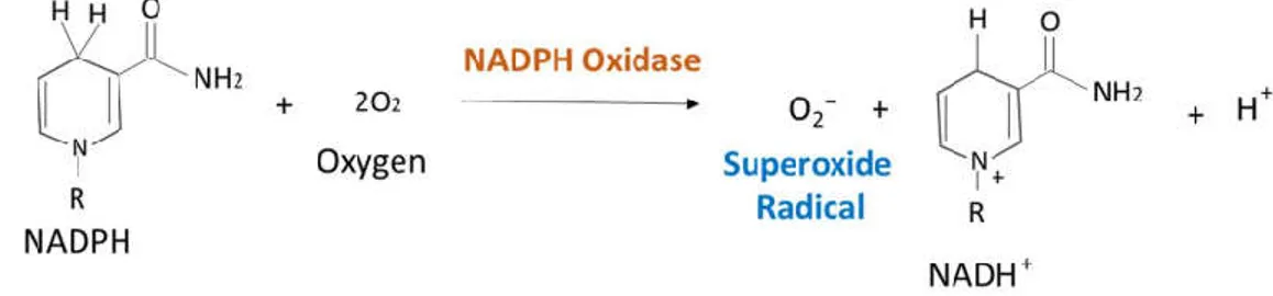 Figure 5: Reaction of the Production of Superoxide (O 2− ) by NADPH Oxidase