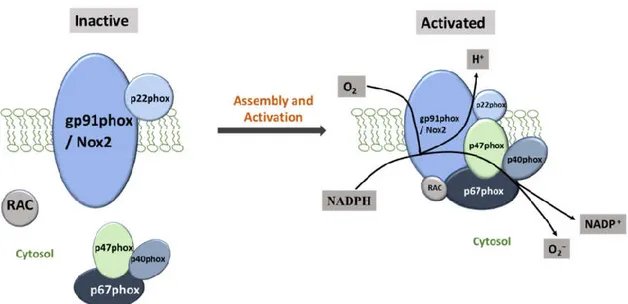 Figure 6: Assembly and Activation of NADPH Oxidase Subunits. The vascular NADPH oxidase also contains Nox1  and Nox4 as substitutes for gp91phox or Nox2