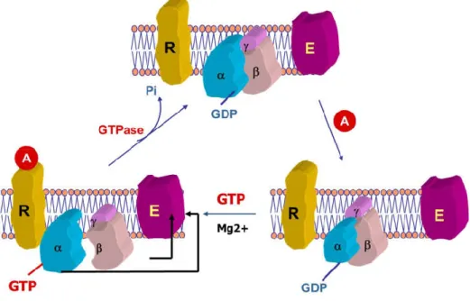 Figure 7: Activation of G-protein. Binding with a signaling molecule (A) to GPCR induces a conformation change that  allows inactive G-protein to exchange of GDP for GTP on the α subunit of the heterotrimeric complex